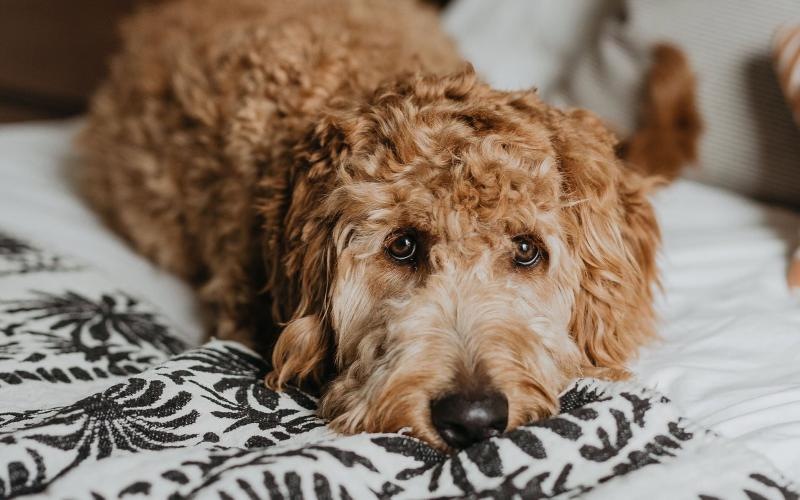 a dog lying on a bed looking